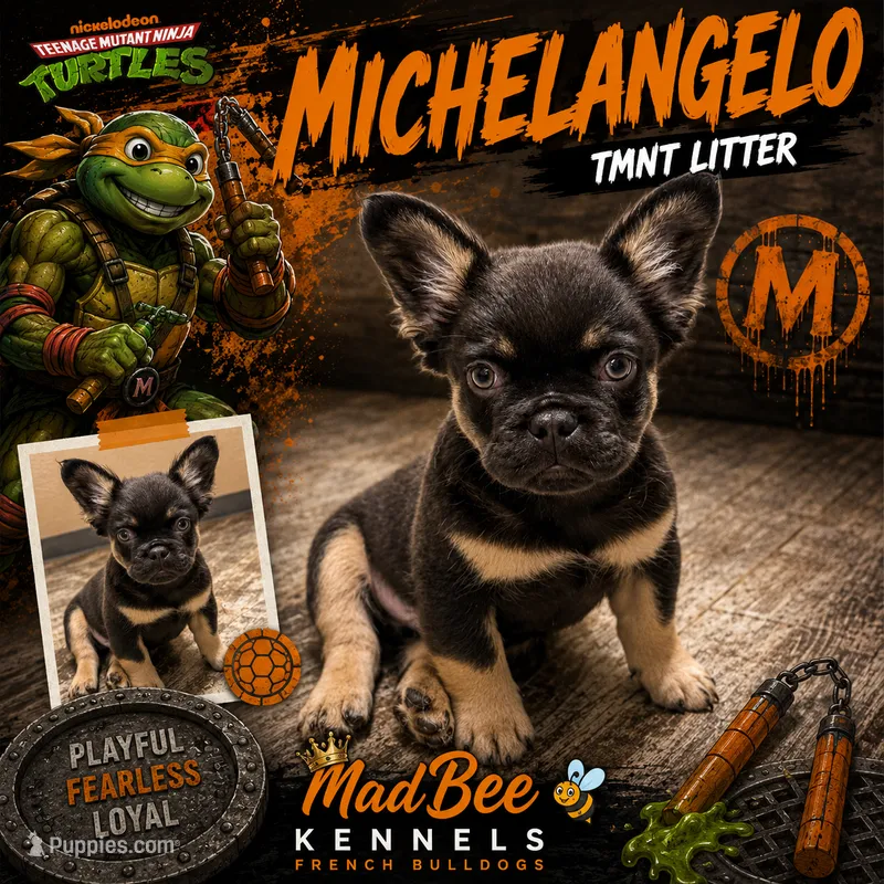 Michelangelo – French Bulldog puppy for sale in Fayetteville, NC