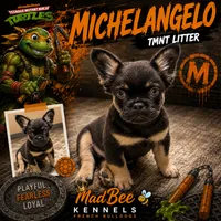 Michelangelo, a male French Bulldog for sale in Fayetteville, NC – 2 of 10