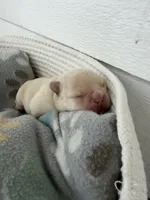 Donatello, a male French Bulldog for sale in Fayetteville, NC – 7 of 7