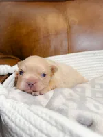 Donatello, a male French Bulldog for sale in Fayetteville, NC – 5 of 6