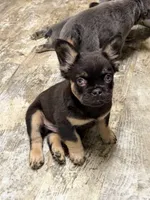 Michelangelo, a male French Bulldog for sale in Fayetteville, NC – 3 of 10