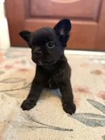 Chloe , a female French Bulldog for sale in Fayetteville, NC – 3 of 6