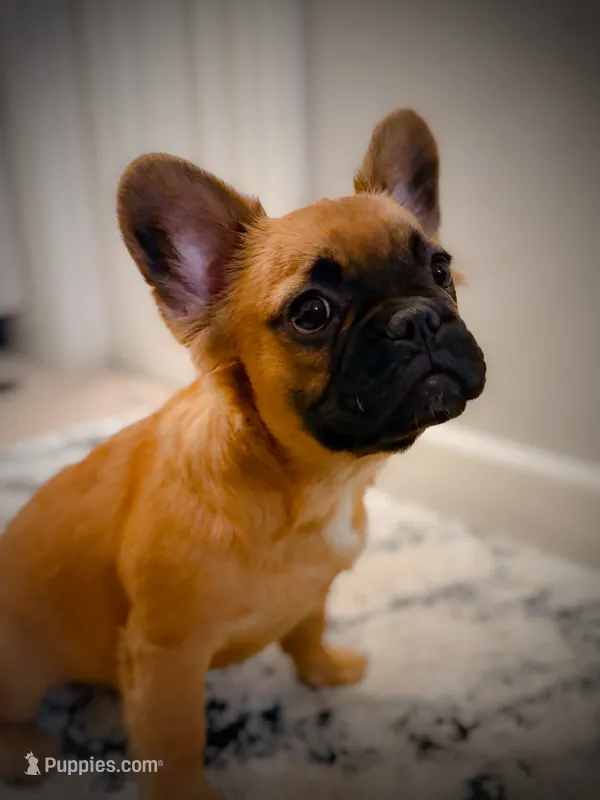 Chewy (fluffy) – French Bulldog puppy for sale in Fayetteville, NC