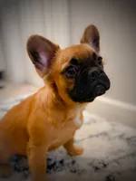 Chewy (fluffy), a female French Bulldog for sale in Fayetteville, NC – 1 of 10