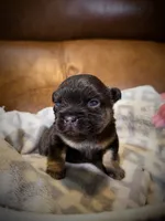 Michelangelo, a male French Bulldog for sale in Fayetteville, NC – 5 of 7