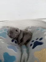 April O’Neill , a female French Bulldog for sale in Fayetteville, NC – 7 of 7