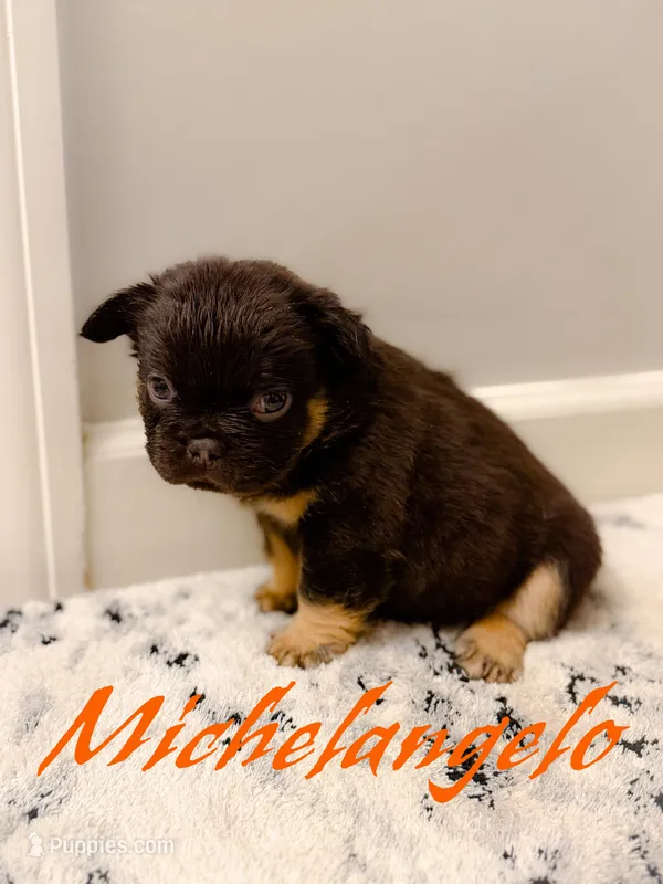 Michelangelo – French Bulldog puppy for sale in Fayetteville, NC