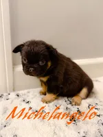 Michelangelo, a male French Bulldog for sale in Fayetteville, NC – 3 of 7