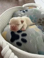 Donatello, a male French Bulldog for sale in Fayetteville, NC – 3 of 7
