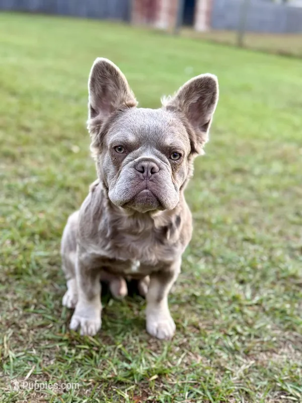 Mochi – French Bulldog puppy for sale in Fayetteville, NC