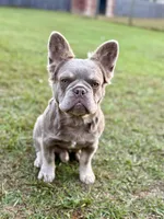 Mochi, a male French Bulldog for sale in Fayetteville, NC – 1 of 1