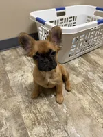 Chewbacca (fluffy), a female French Bulldog for sale in Fayetteville, NC – 1 of 10