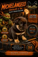 Michelangelo, a male French Bulldog for sale in Fayetteville, NC – 1 of 7