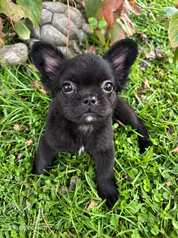 Chloe – French Bulldog puppy for sale in Fayetteville, NC