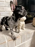 Hiccup (fluffy carrier), a male French Bulldog for sale in Fayetteville, NC – 2 of 10