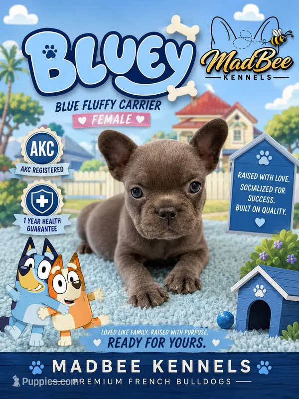 Bluey  – French Bulldog puppy for sale in Fayetteville, NC