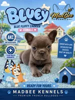 Bluey , a female French Bulldog for sale in Fayetteville, NC – 2 of 7