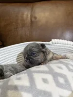 Karai, a female French Bulldog for sale in Fayetteville, NC – 9 of 9
