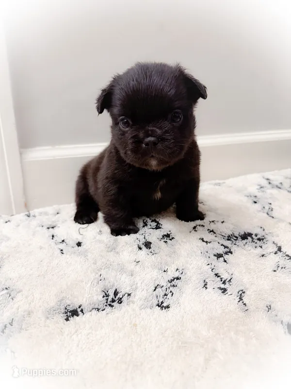 Chloe (fluffy) – French Bulldog puppy for sale in Fayetteville, NC