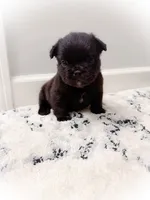 Chloe (fluffy), a female French Bulldog for sale in Fayetteville, NC – 1 of 2