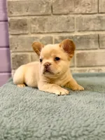Donatello, a male French Bulldog for sale in Fayetteville, NC – 2 of 6