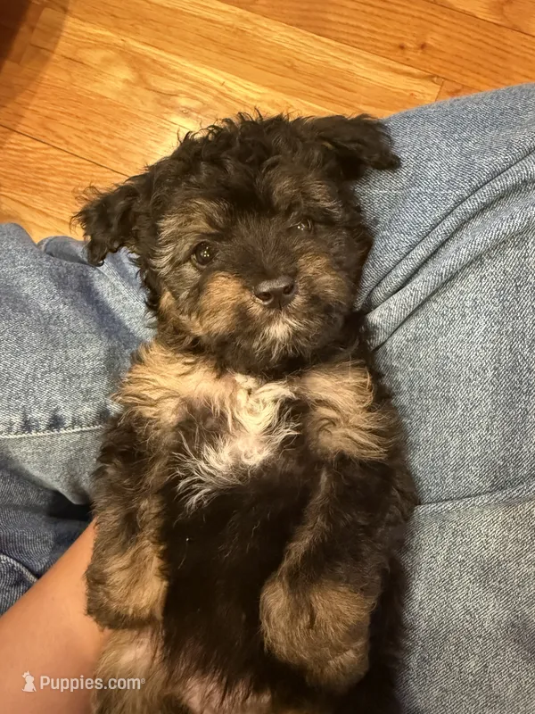 Lilly – Miniature Aussiedoodle puppy for sale in Rolla, MO