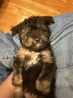 Lilly, a female Miniature Aussiedoodle for sale in Rolla, MO – 1 of 6