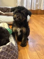 Lilly, a female Miniature Aussiedoodle for sale in Rolla, MO – 2 of 6