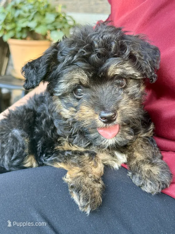 Lilly – Miniature Aussiedoodle puppy for sale in Rolla, MO