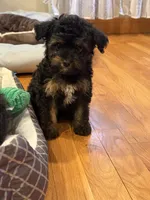 Lilly, a female Miniature Aussiedoodle for sale in Rolla, MO – 3 of 6