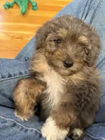 Ollie, a male Miniature Aussiedoodle for sale in Rolla, MO – 2 of 4