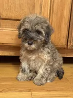 Cozie, a male Miniature Aussiedoodle for sale in Rolla, MO – 3 of 7