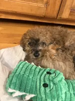 Bear, a male Miniature Aussiedoodle for sale in Rolla, MO – 5 of 7