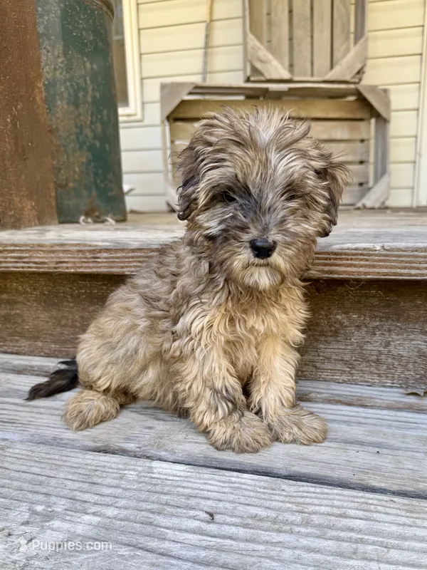 Cozie – Miniature Aussiedoodle puppy for sale in Rolla, MO