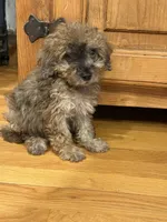 Bear, a male Miniature Aussiedoodle for sale in Rolla, MO – 3 of 7