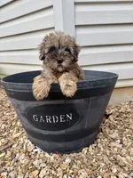 Cozie, a male Miniature Aussiedoodle for sale in Rolla, MO – 6 of 7