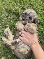 Cozie, a male Miniature Aussiedoodle for sale in Rolla, MO – 2 of 7
