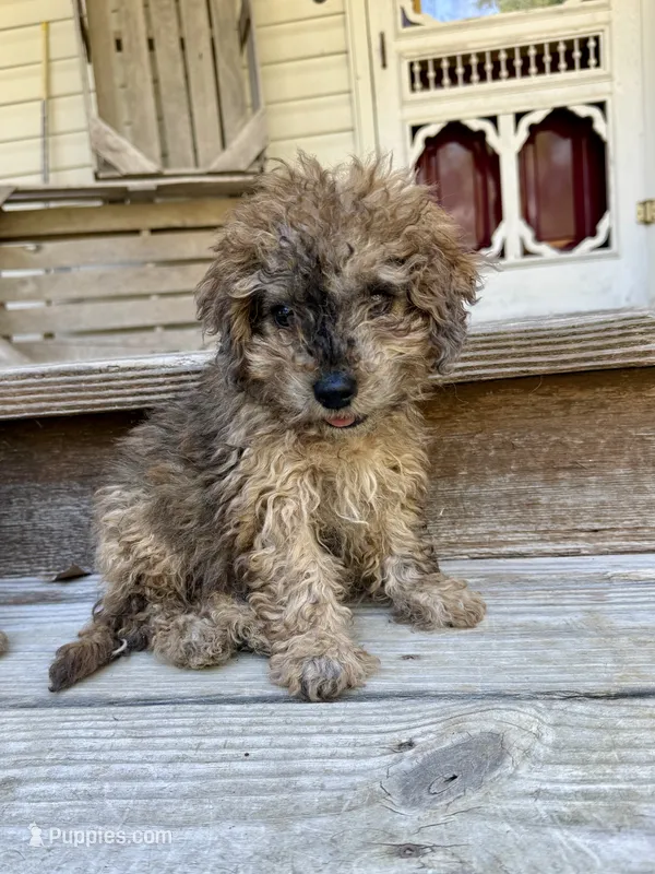 Bear – Miniature Aussiedoodle puppy for sale in Rolla, MO