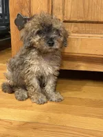Bear, a male Miniature Aussiedoodle for sale in Rolla, MO – 4 of 7