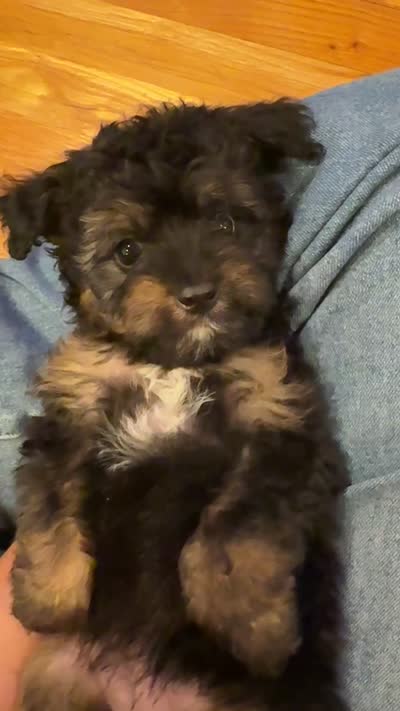 Lilly, a female Miniature Aussiedoodle for sale in Rolla, MO – 6 of 6