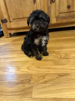 Lilly, a female Miniature Aussiedoodle for sale in Rolla, MO – 5 of 6