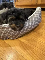 Lilly, a female Miniature Aussiedoodle for sale in Rolla, MO – 4 of 6