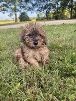 Bear, a male Miniature Aussiedoodle for sale in Rolla, MO – 6 of 7