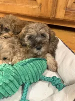 Cozie, a male Miniature Aussiedoodle for sale in Rolla, MO – 5 of 7