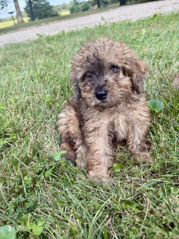 Bear – Miniature Aussiedoodle puppy for sale in Rolla, MO