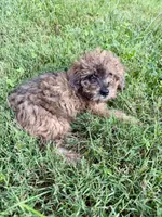 Bear, a male Miniature Aussiedoodle for sale in Rolla, MO – 7 of 7