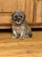 Cozie, a male Miniature Aussiedoodle for sale in Rolla, MO – 4 of 7