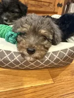 Ollie, a male Miniature Aussiedoodle for sale in Rolla, MO – 4 of 4