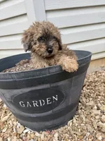 Bear, a male Miniature Aussiedoodle for sale in Rolla, MO – 2 of 7