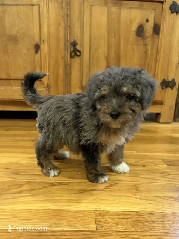 Ollie – Miniature Aussiedoodle puppy for sale in Rolla, MO